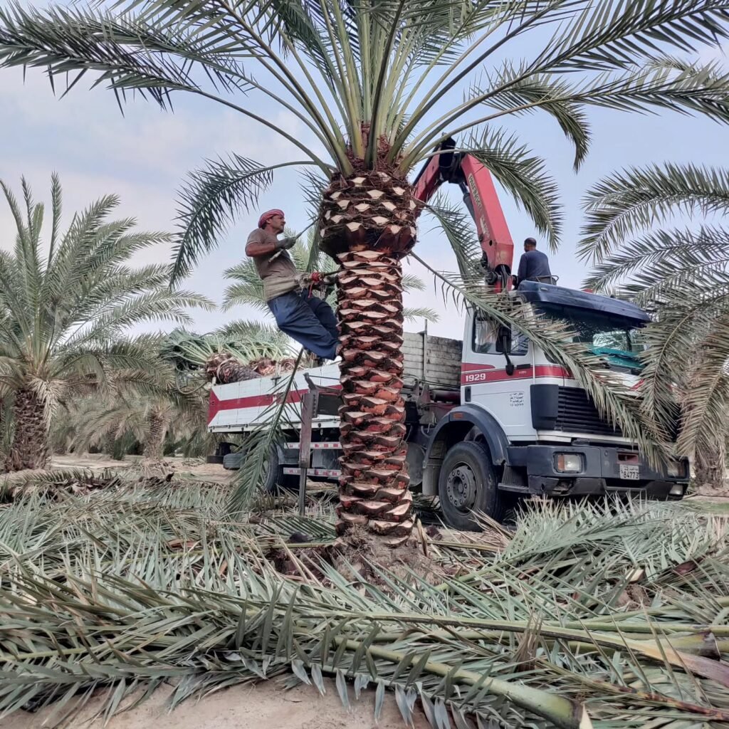 خدمات العناية بالنخيل: تنظيف، تكريب، وتلقيح النخل باحترافية